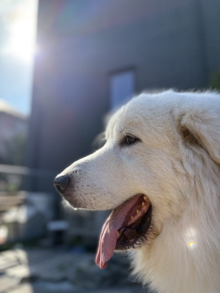 グレートピレニーズの横顔