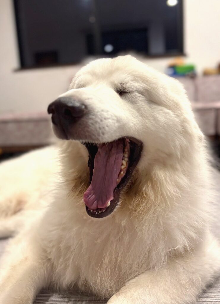 あくびをするグレートピレニーズ