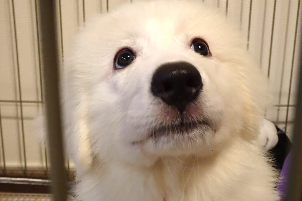 パピーの時のグレートピレニーズ