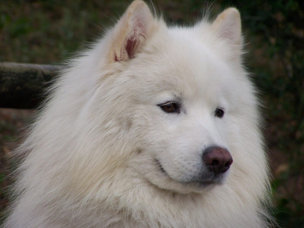 サモエドの顔