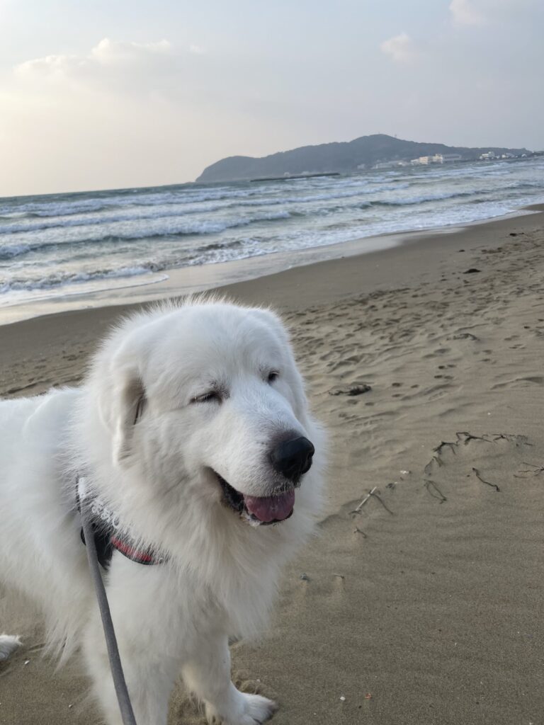 海辺を散歩するグレートピレニーズ
