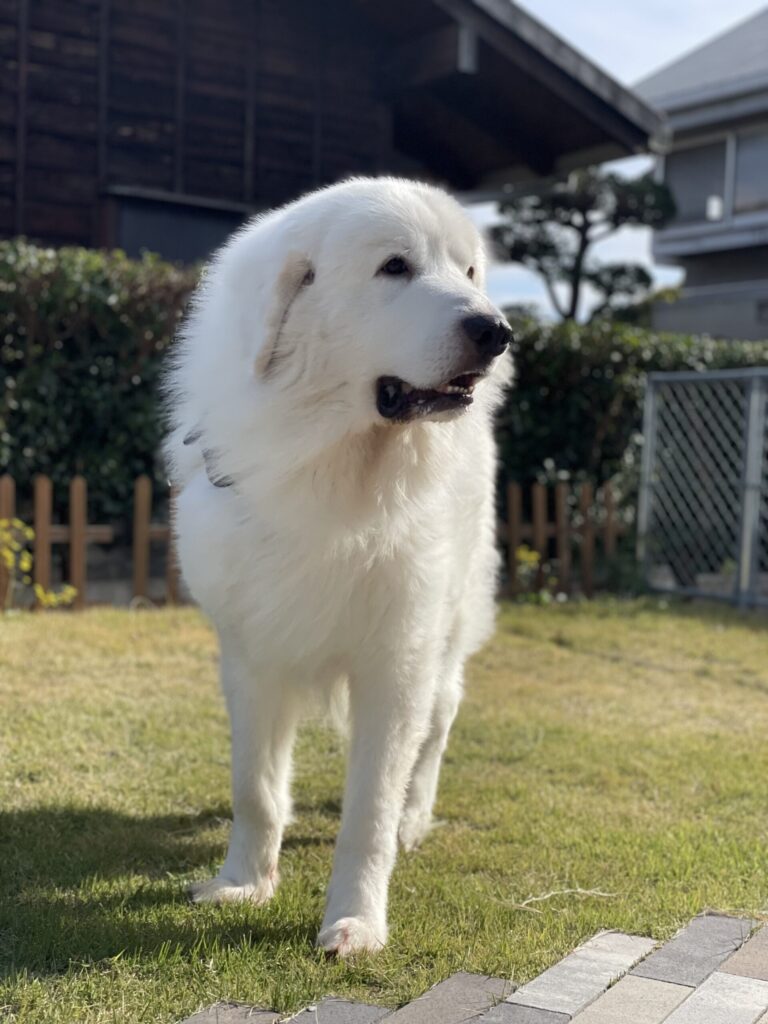 グレートピレニーズの全身
