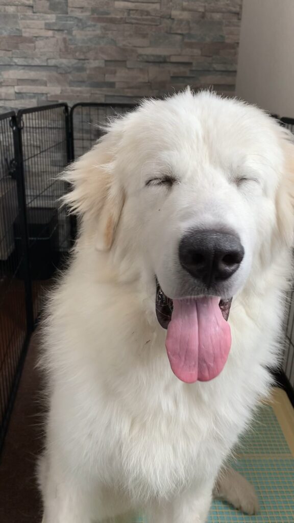 生後8か月のグレートピレニーズ