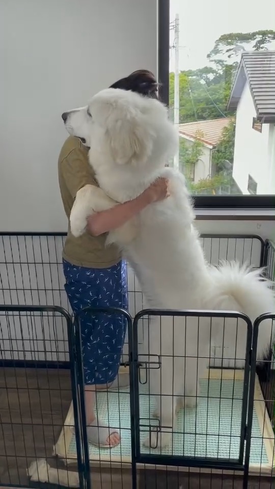 1歳のグレートピレニーズ