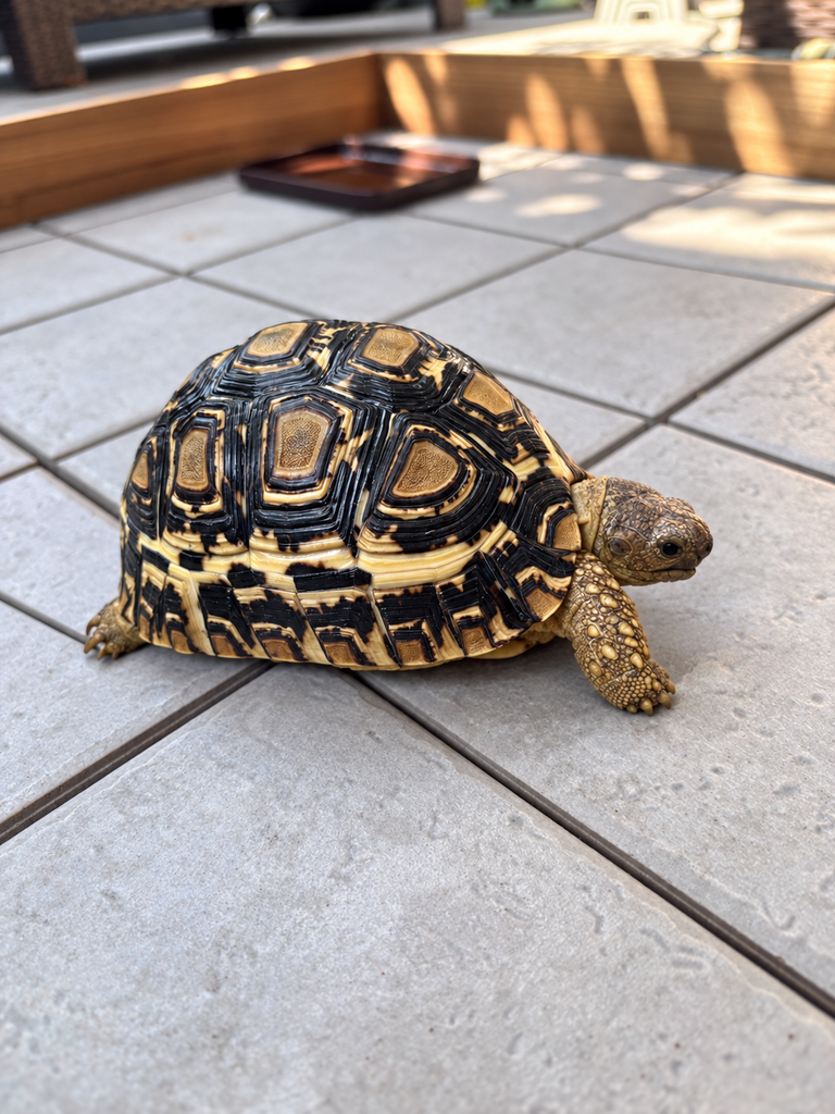 ヒョウモンリクガメ全体